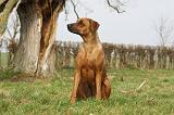 RODESIAN RIDGEBACK 095